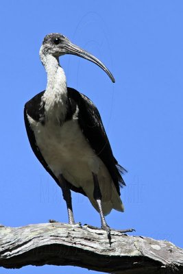 _MG_4595 Straw-necked Ibis.jpg