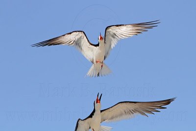 _MG_4584 Black Skimmer.jpg