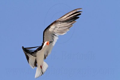 _MG_4741 Black Skimmer.jpg