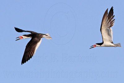 _MG_5585 Black Skimmer.jpg