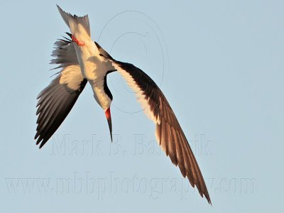 _MG_6853 Black Skimmer.jpg