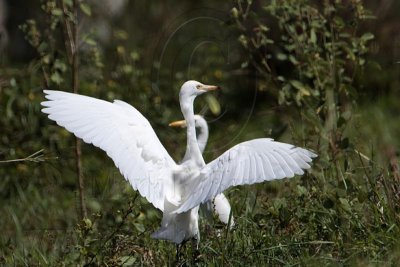 Cattle Egret - Ardea ibis - NT