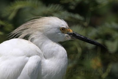 Snowy Egrets with discolored plumes