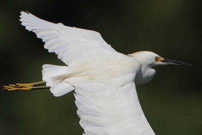 _MG_0422 Snowy Egret.jpg