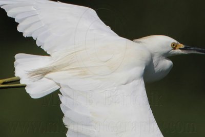 _MG_0422crop Snowy Egret.jpg
