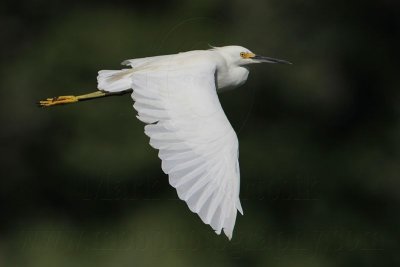 _MG_0424 Snowy Egret.jpg