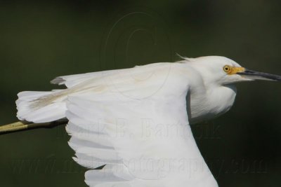 _MG_0424crop Snowy Egret.jpg