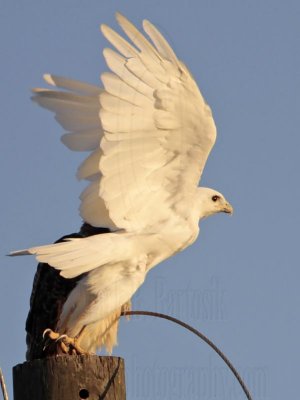 Leucistic Red-tailed Hawk - Katy - Texas - fall 2010