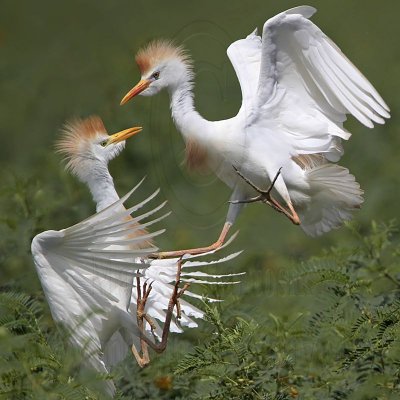 Cattle Egret - fights - summer 2010