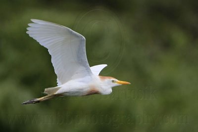 _MG_6462 Cattle Egret.jpg