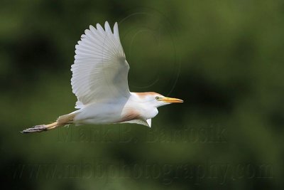 _MG_6464 Cattle Egret.jpg