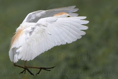 _MG_6562 Cattle Egret.jpg