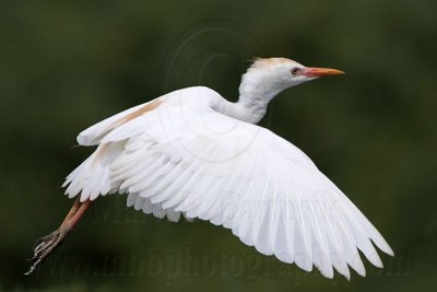 _MG_6707 Cattle Egret.jpg