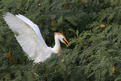 Cattle Egret - breeding plumage - summer 2010