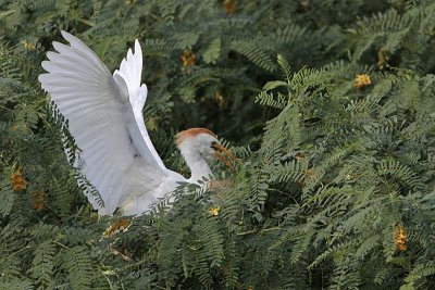 _MG_9427 Cattle Egret.jpg