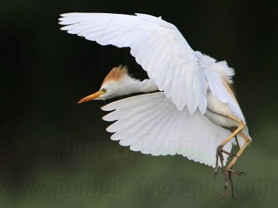 _MG_9439 Cattle Egret.jpg