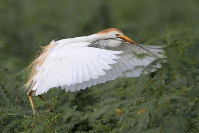 _MG_9642 Cattle Egret.jpg