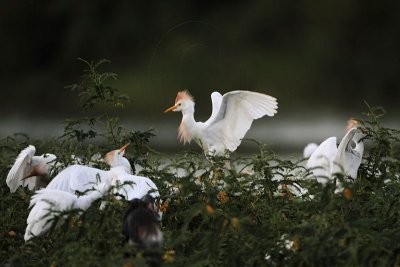 _MG_3983 Cattle Egret.jpg