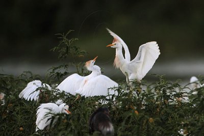 _MG_3989 Cattle Egret.jpg