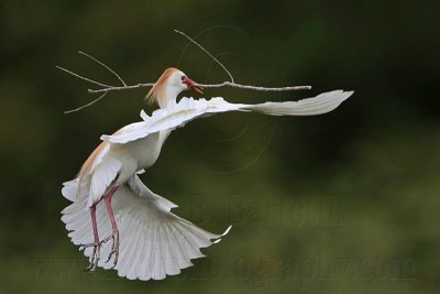 _MG_4233 Cattle Egret.jpg