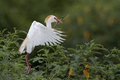 _MG_4253 Cattle Egret.jpg