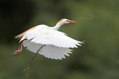 _MG_5684 Cattle Egret.jpg