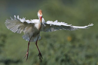 _MG_9586 Cattle Egret.jpg