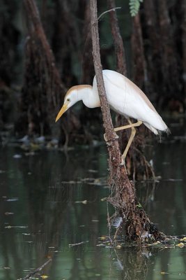 Cattle Egret - living among alligators - adult drinking