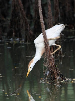 _MG_9556 Cattle Egret.jpg