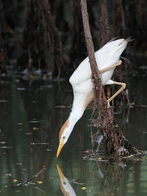 _MG_9557 Cattle Egret.jpg