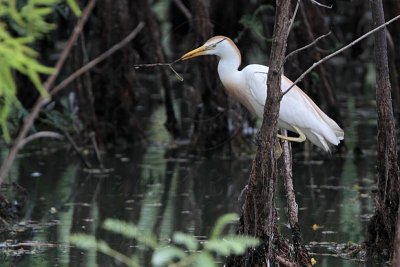 _MG_0097 Cattle Egret.jpg