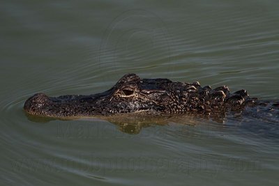 _MG_7625 American Alligator.jpg