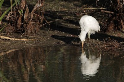 Cattle Egret - living among alligators - juvenile drinking & hunting