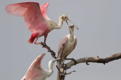 _MG_6352 Roseate Spoonbill.jpg