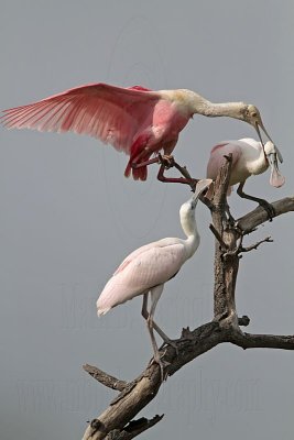 _MG_6359 Roseate Spoonbill.jpg