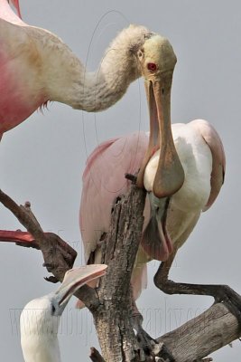 _MG_6360crop Roseate Spoonbill.jpg