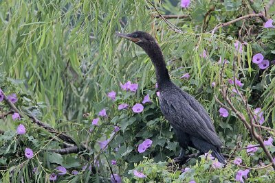 _MG_8028 Neotropic Cormorant.jpg