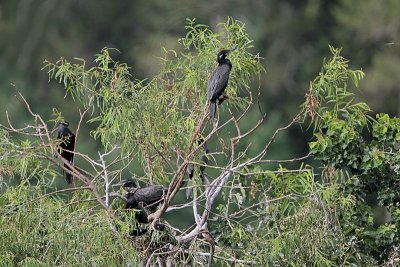 _MG_7415 Neotropic Cormorant.jpg