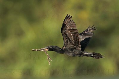 _MG_0790 Neotropic Cormorant.jpg