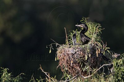 _MG_9528 Neotropic Cormorant.jpg