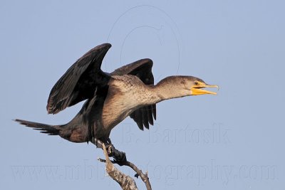 _MG_5677 Double-crested Cormorant.jpg