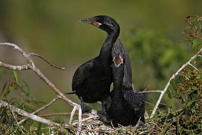 _MG_5333 Neotropic Cormorant.jpg