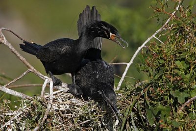 _MG_5350 Neotropic Cormorant.jpg