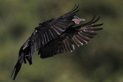 _MG_5522 Neotropic Cormorant.jpg