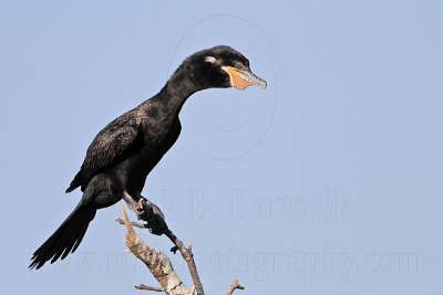 _MG_5731 Neotropic Cormorant.jpg