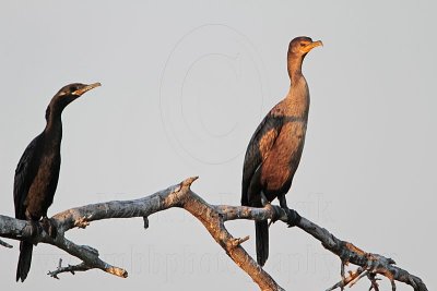_MG_5876 Neotropic & Double-crested Cormorant.jpg