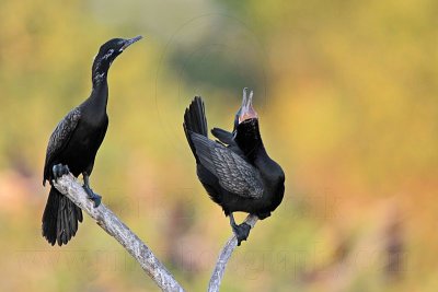 _MG_5998 Neotropic Cormorant.jpg