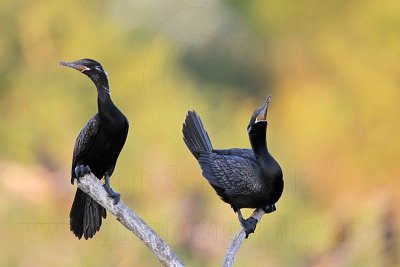 _MG_6018 Neotropic Cormorant.jpg