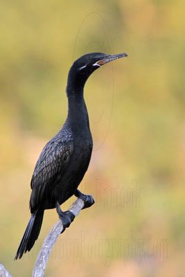 _MG_6037 Neotropic Cormorant.jpg