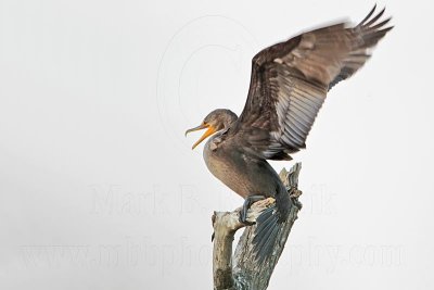 _MG_6274 Double-crested Cormorant.jpg